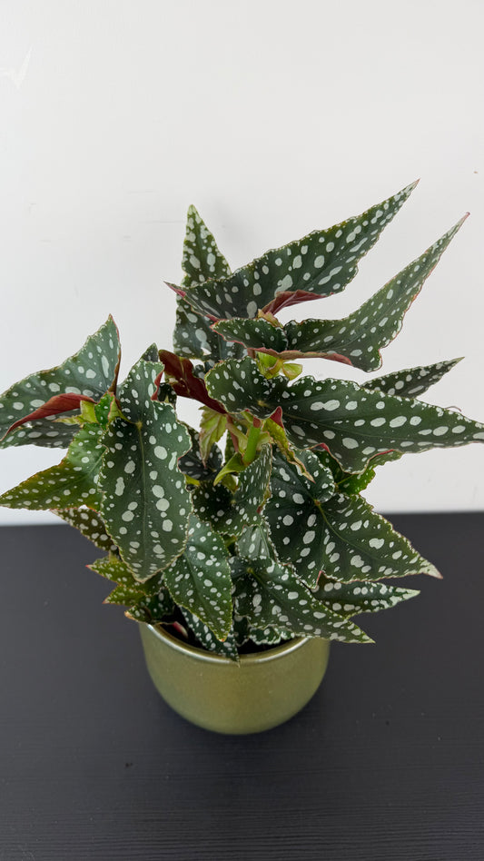 Begonia Maculata