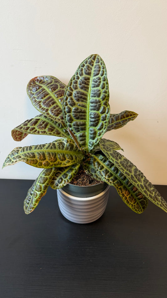 Labisia Obtusifolia Kura Kura
