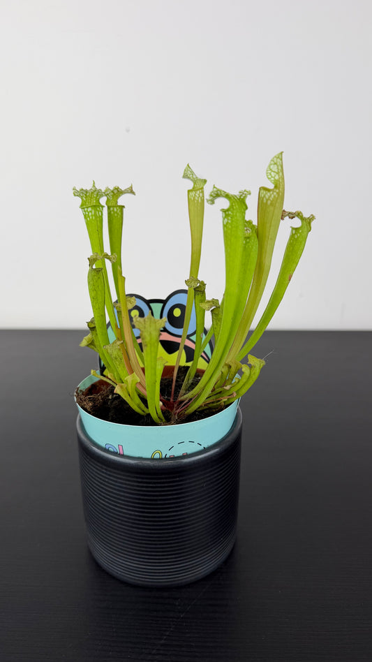 Sarracenia 3