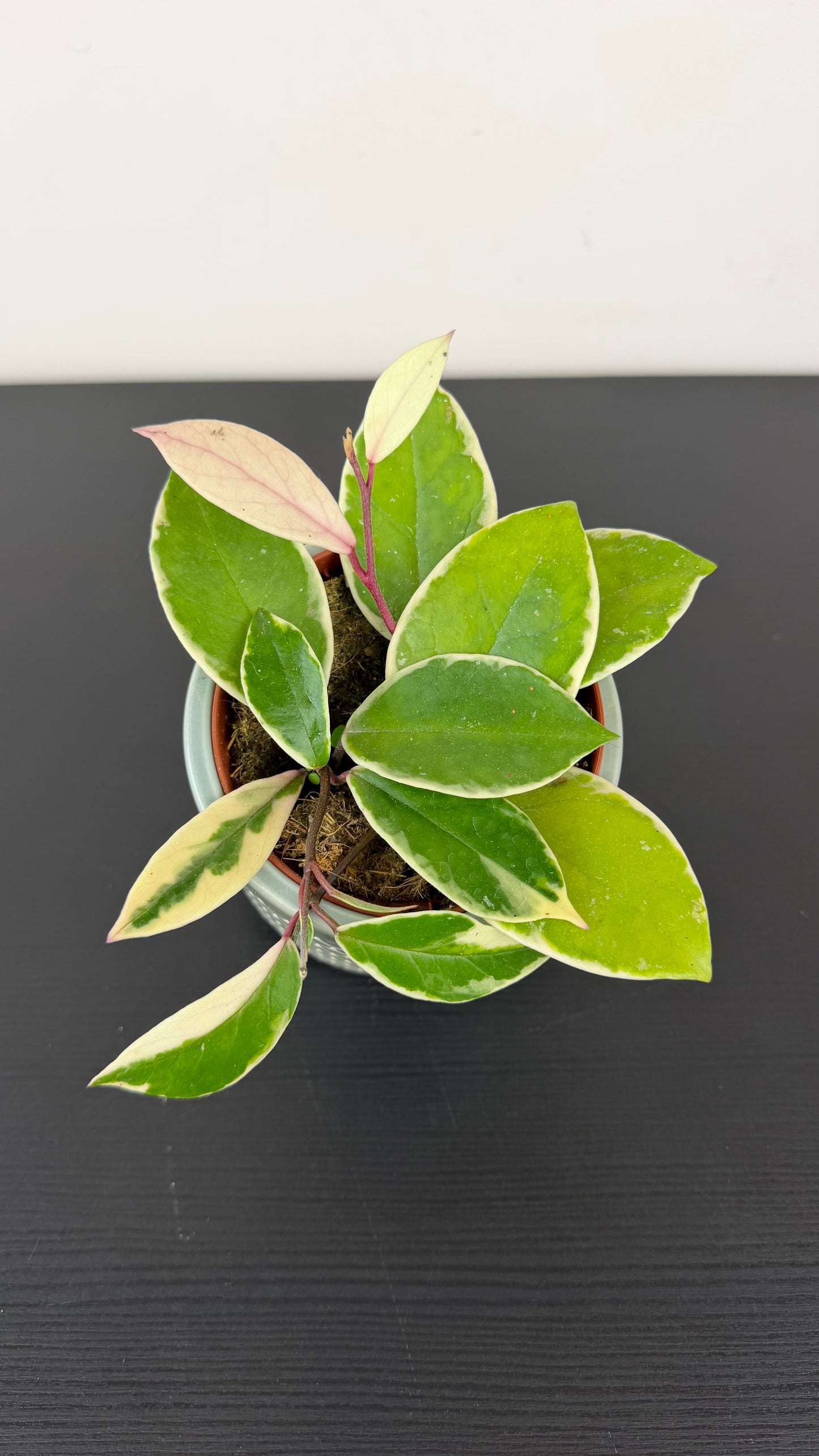 Hoya carnosa Flamingo dream