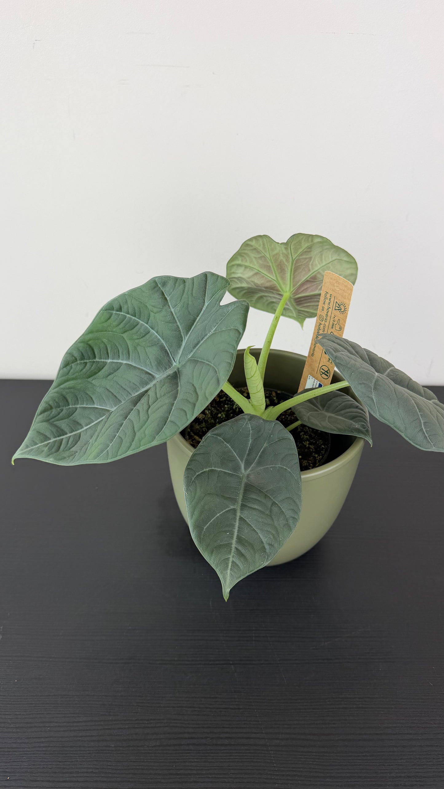 Alocasia Maharani