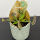 Nepenthes albomarginata