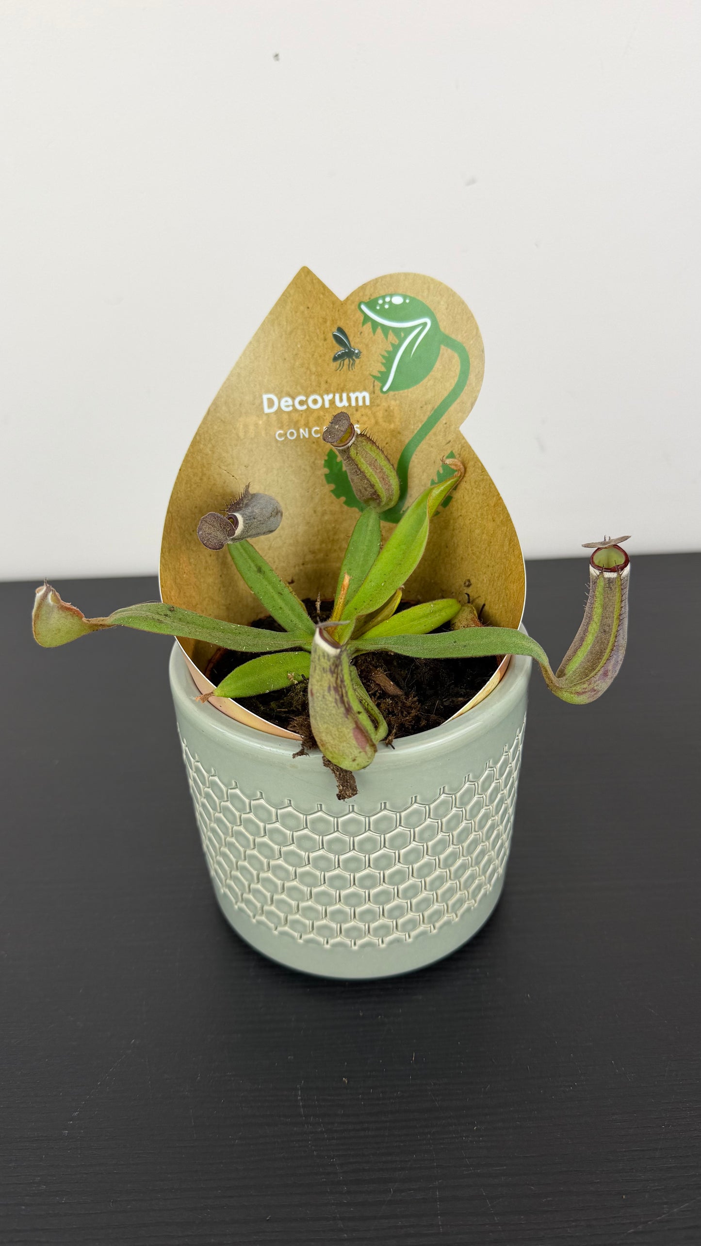 Nepenthes albomarginata