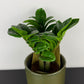 Zamioculcas Zenzi