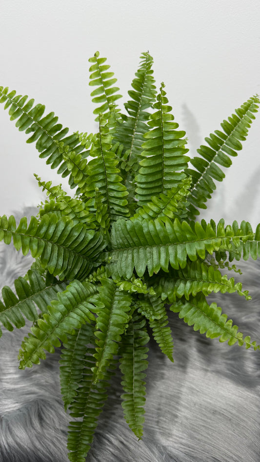 Fern 5
