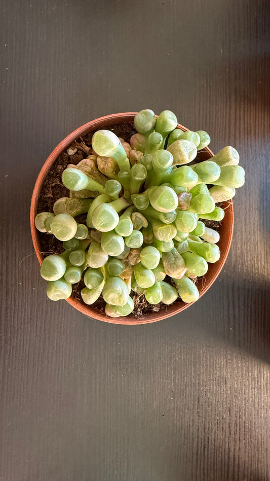 Lithops 6