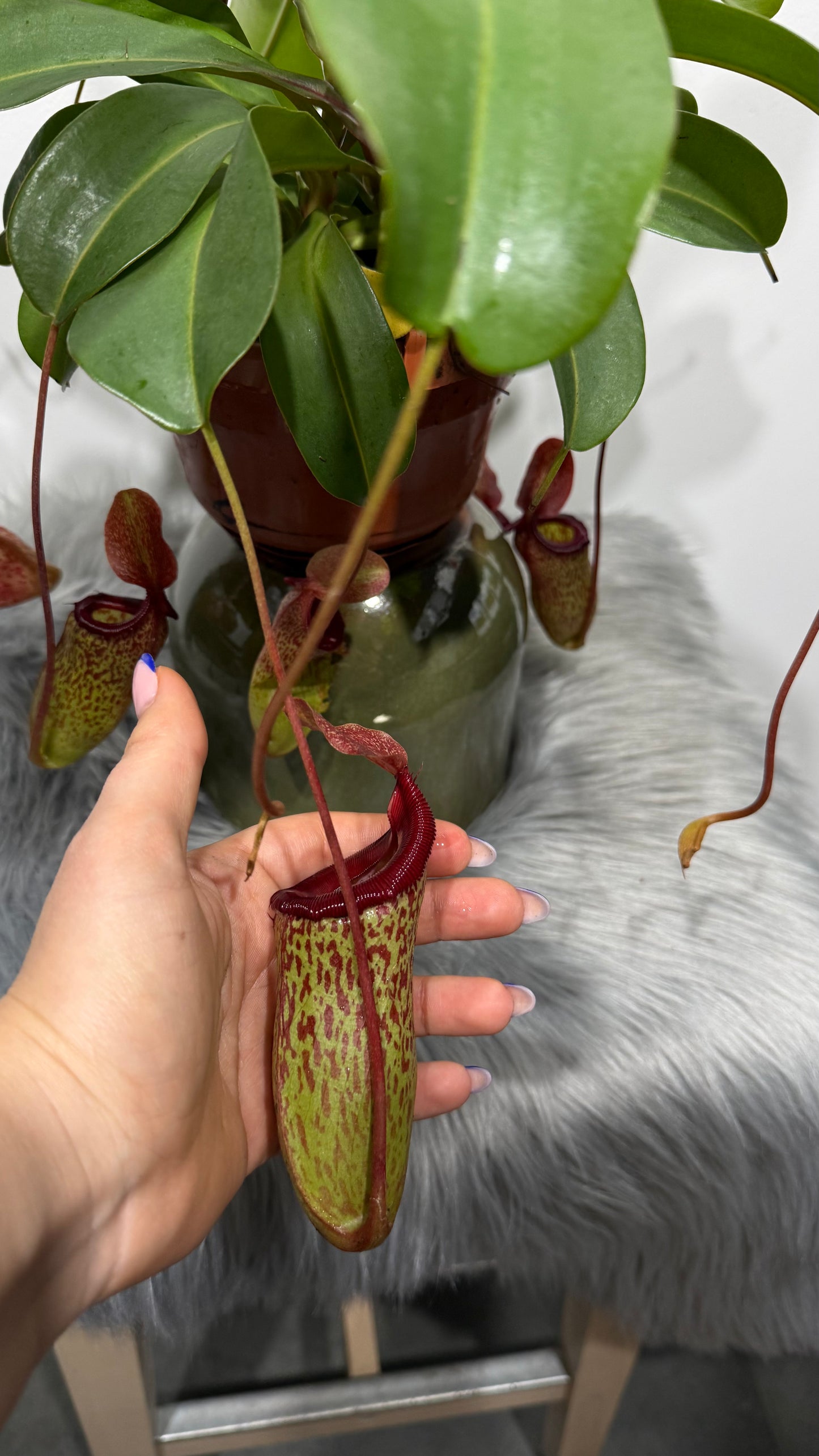 Nepenthes Sam