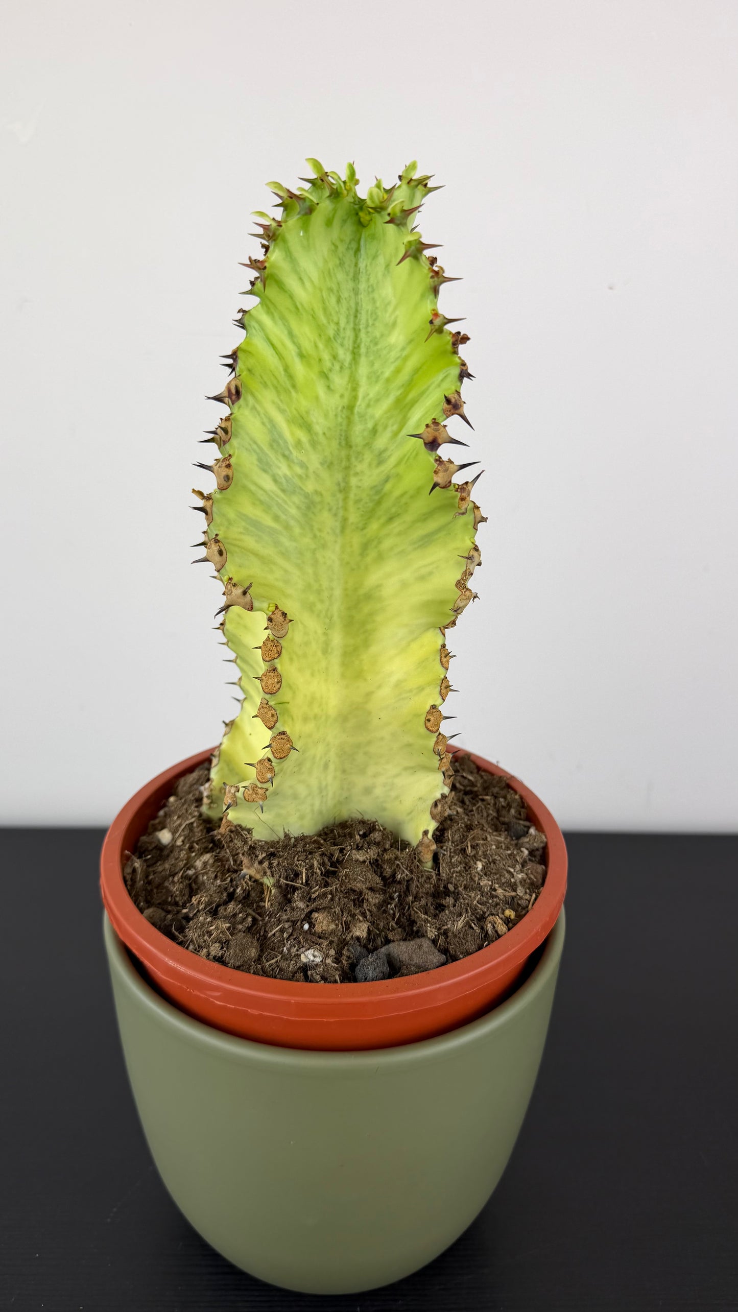 Euphorbia Ingens Variegata Marmorata