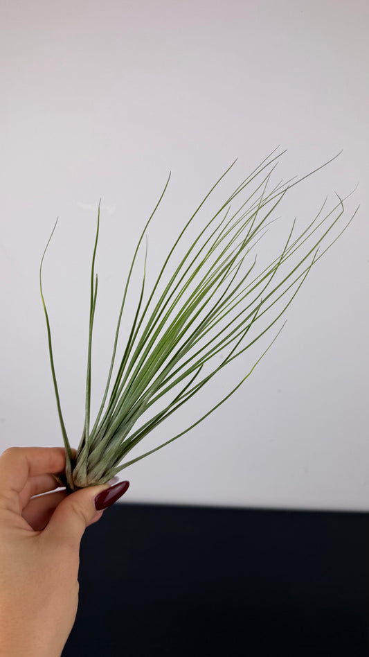 Tillandsia Air plant 13