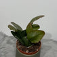 Rhipsalis Rubra
