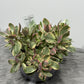 Crassula Rusby Variegata