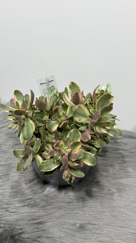 Crassula Rusby Variegata