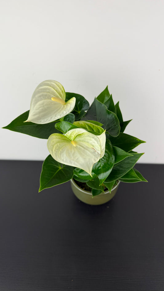 Anthurium White