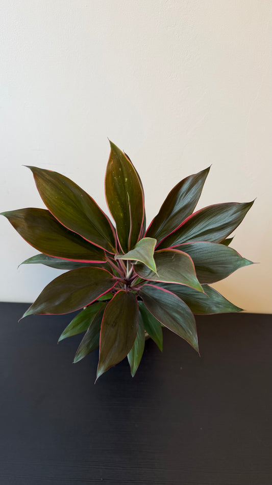 Cordyline 5