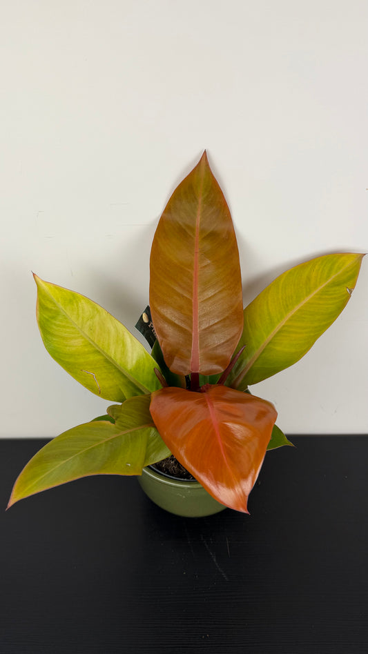 Philodendron Prince of orange