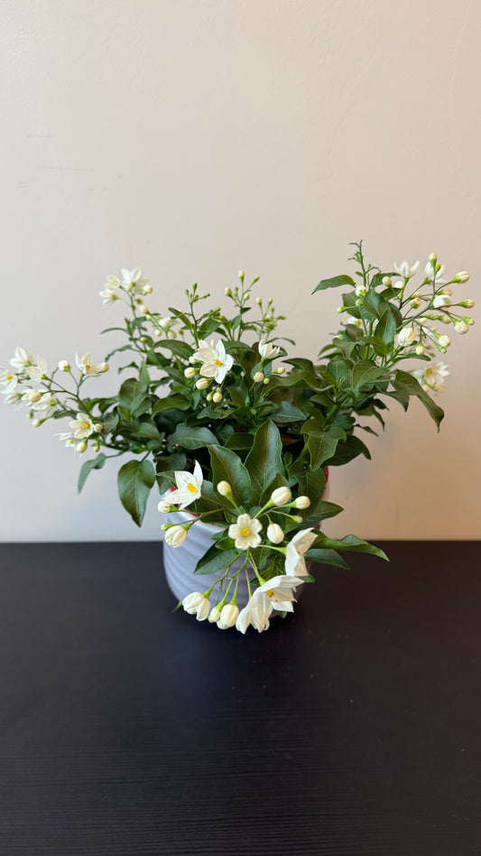 Solanum Jasminoides White