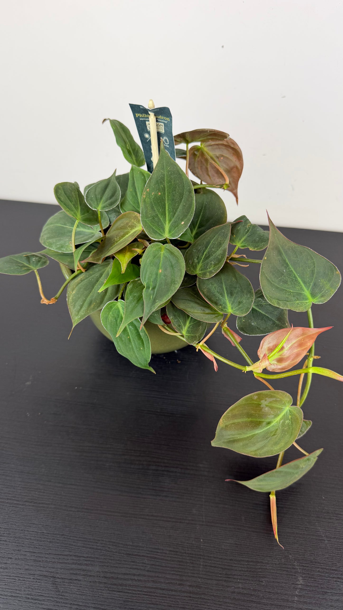Philodendron Micans