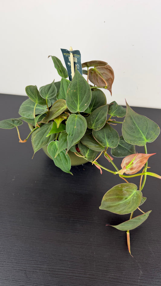 Philodendron Micans