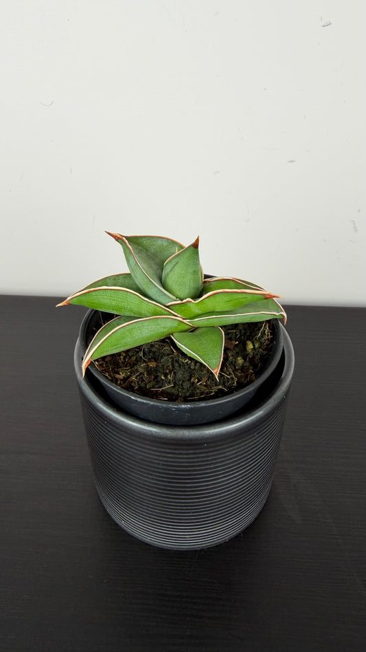 Sansevieria Almond Silver Sweet
