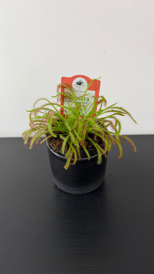 Drosera 4