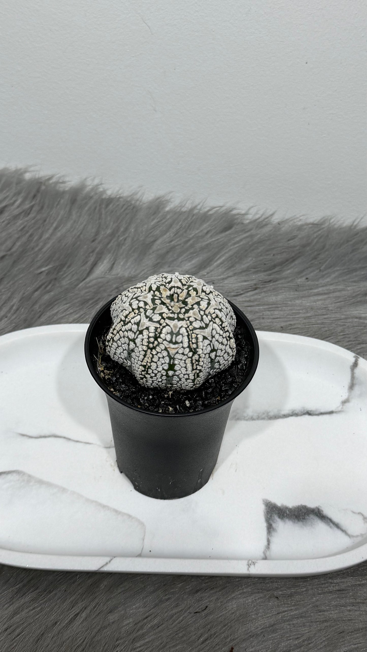 Astrophytum Asterias