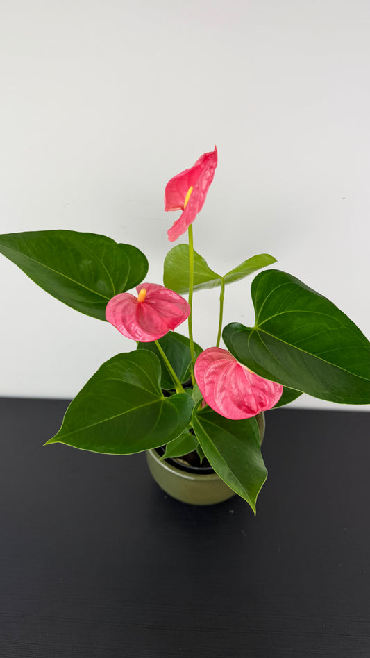 Anthurium Pink