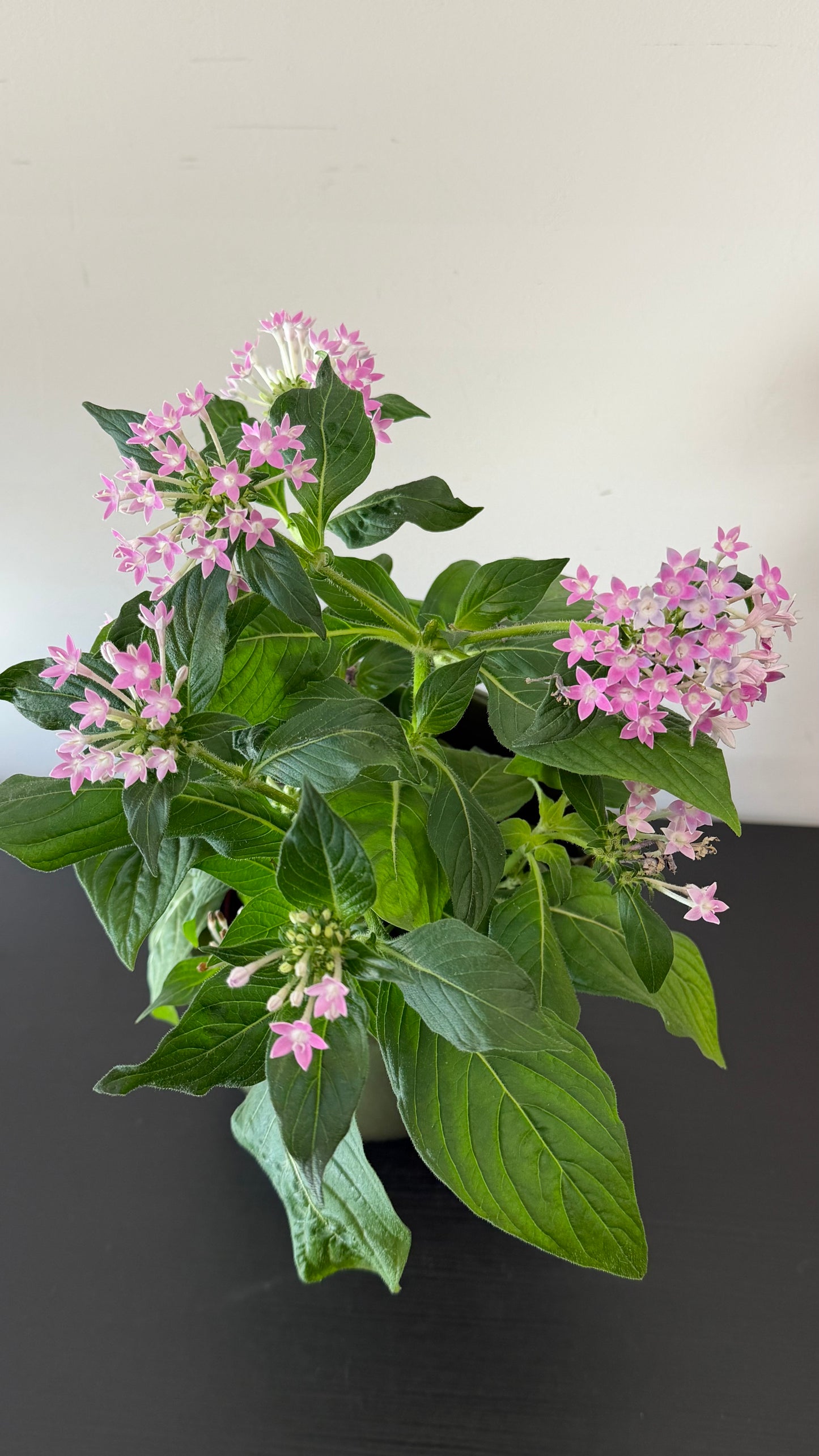 Pentas Lanceolata Lavandula
