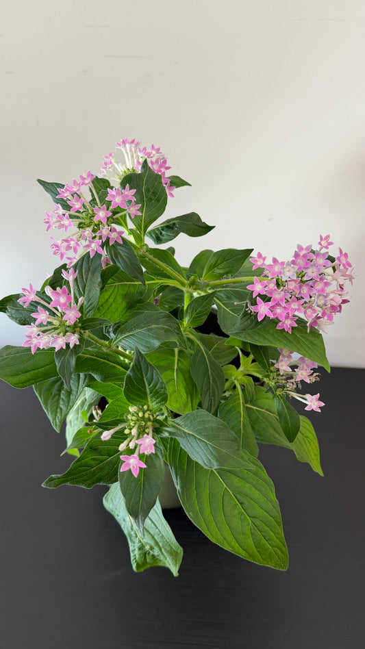 Pentas Lanceolata Lavandula