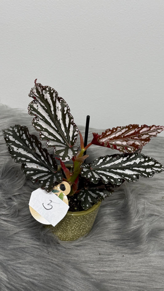 Begonia Angel Wings 5