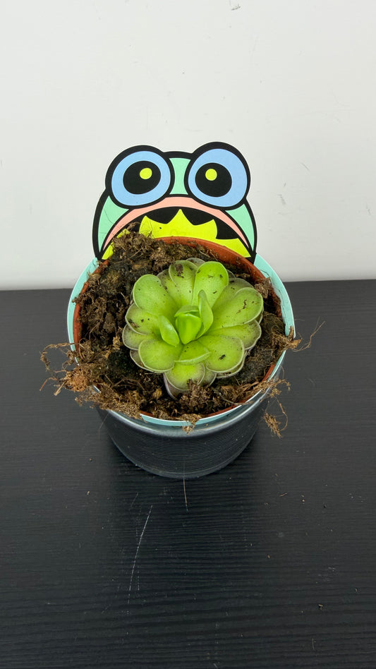 Pinguicula