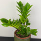 Zamioculcas zamiifolia Chameleon