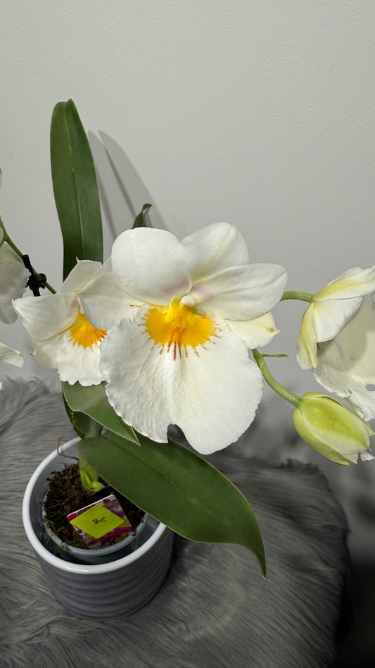 Orhideja Miltoniopsis 2