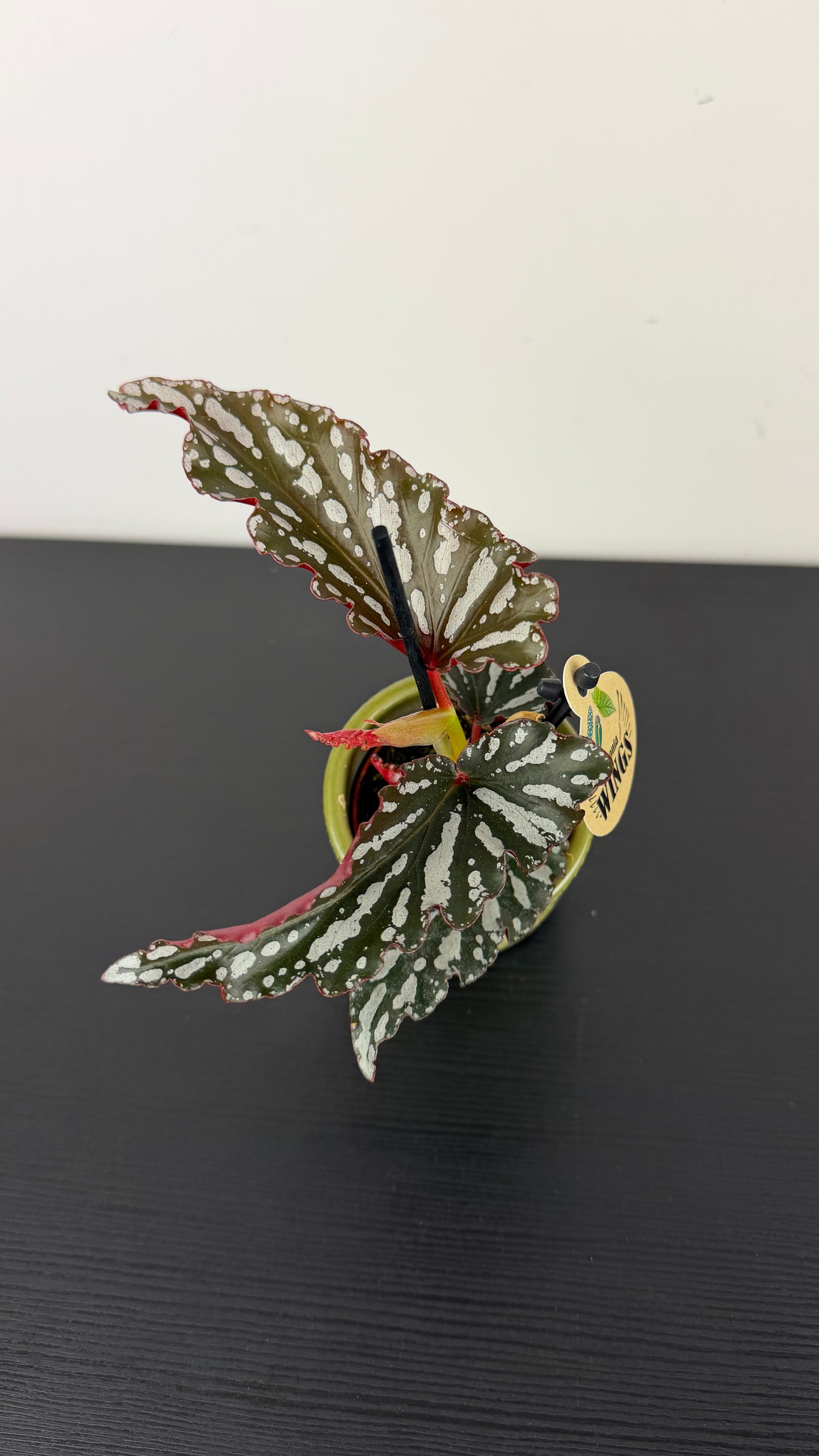 Begonia Angel Wings 5