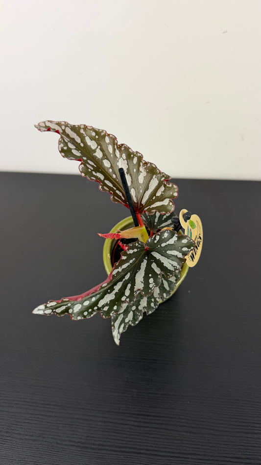 Begonia Angel Wings 5