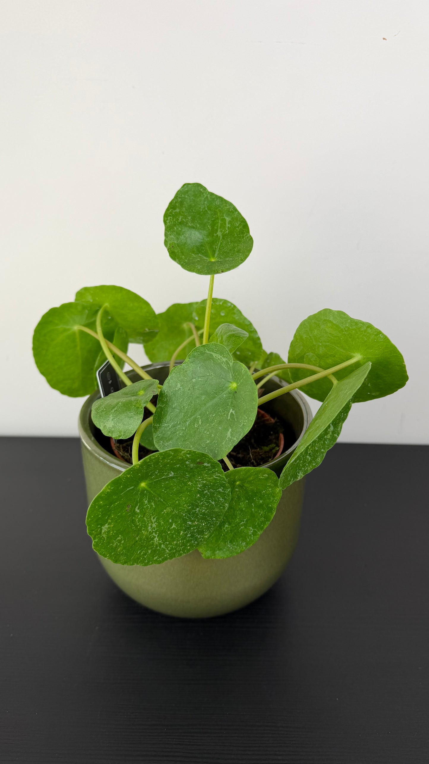 Pilea Sugar
