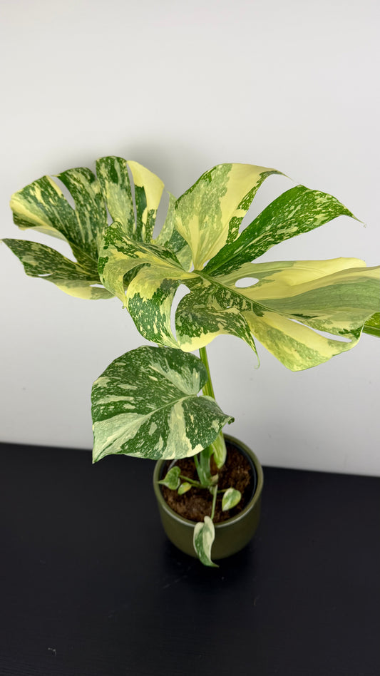 Monstera Thai Constellation