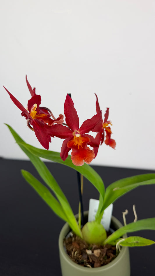 Cambria 7