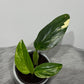 Monstera standleyana variegata