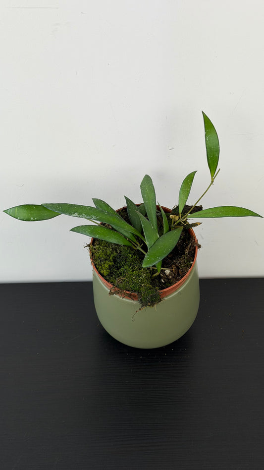 Hoya sp sumatra