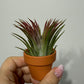 Tillandsia Air plant 2