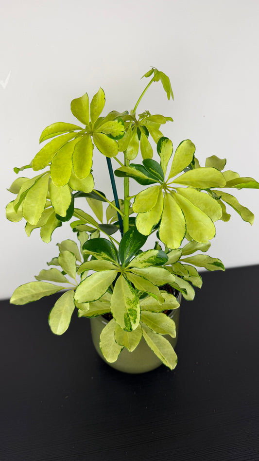 Schefflera Melanie