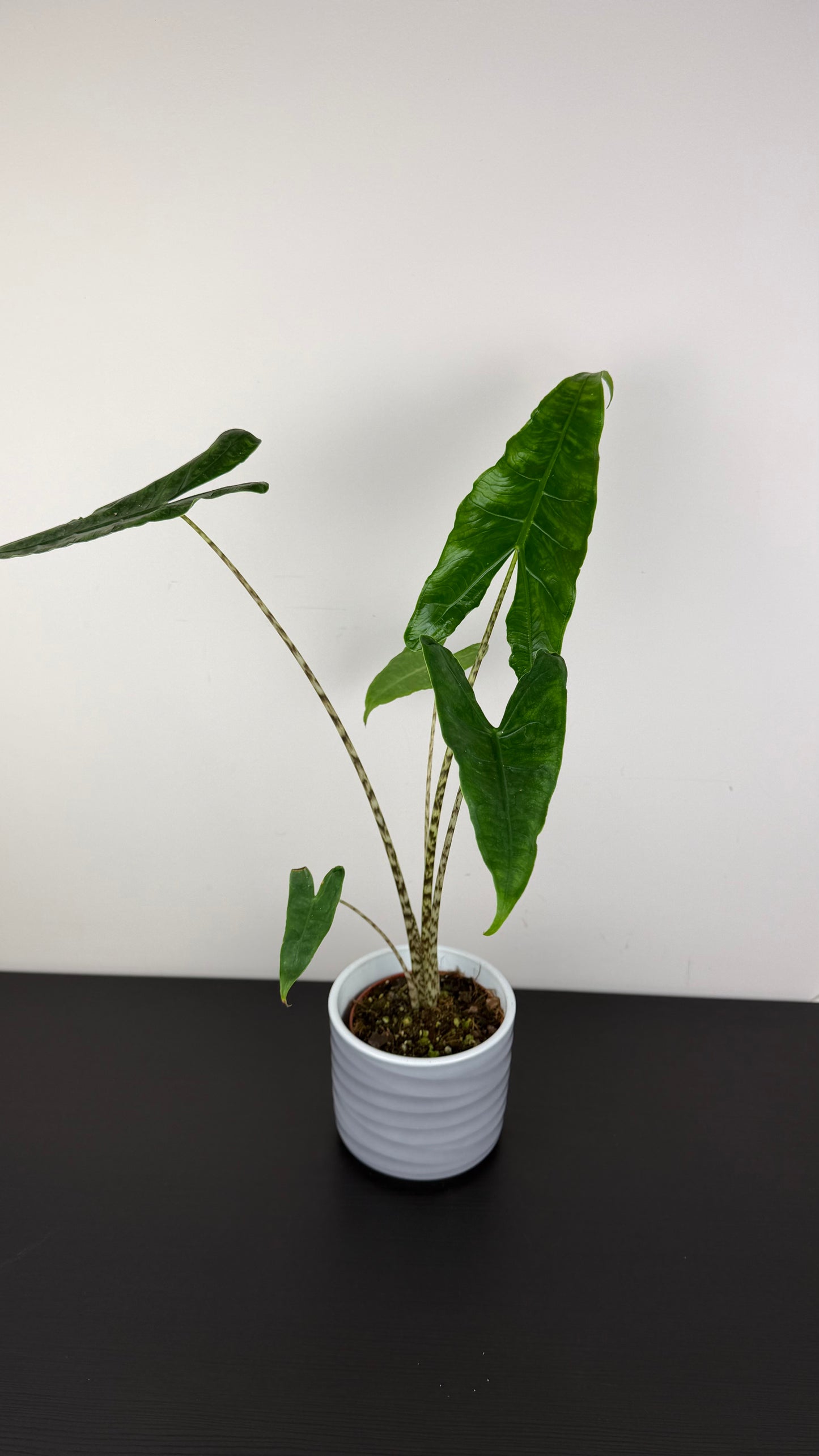 Alocasia Zebrina Reticulata
