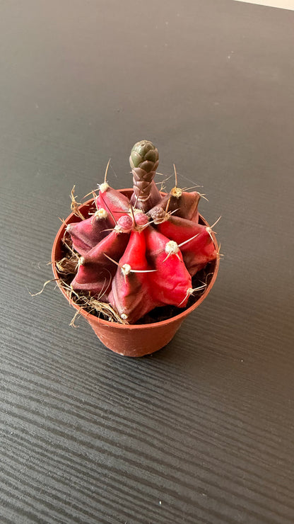 Gymnocalycium mihanovichii variegata