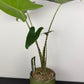 Alocasia Zebrina