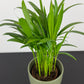 Dypsis Lutescens