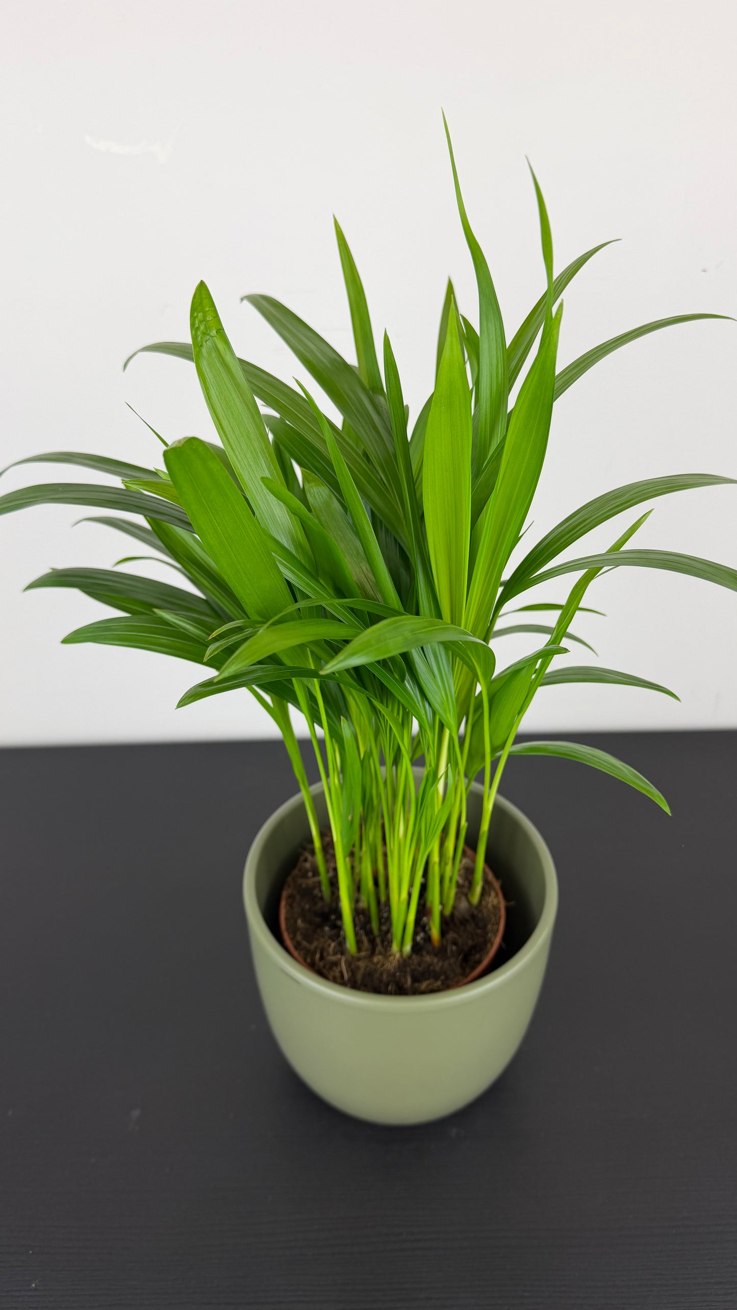 Dypsis Lutescens