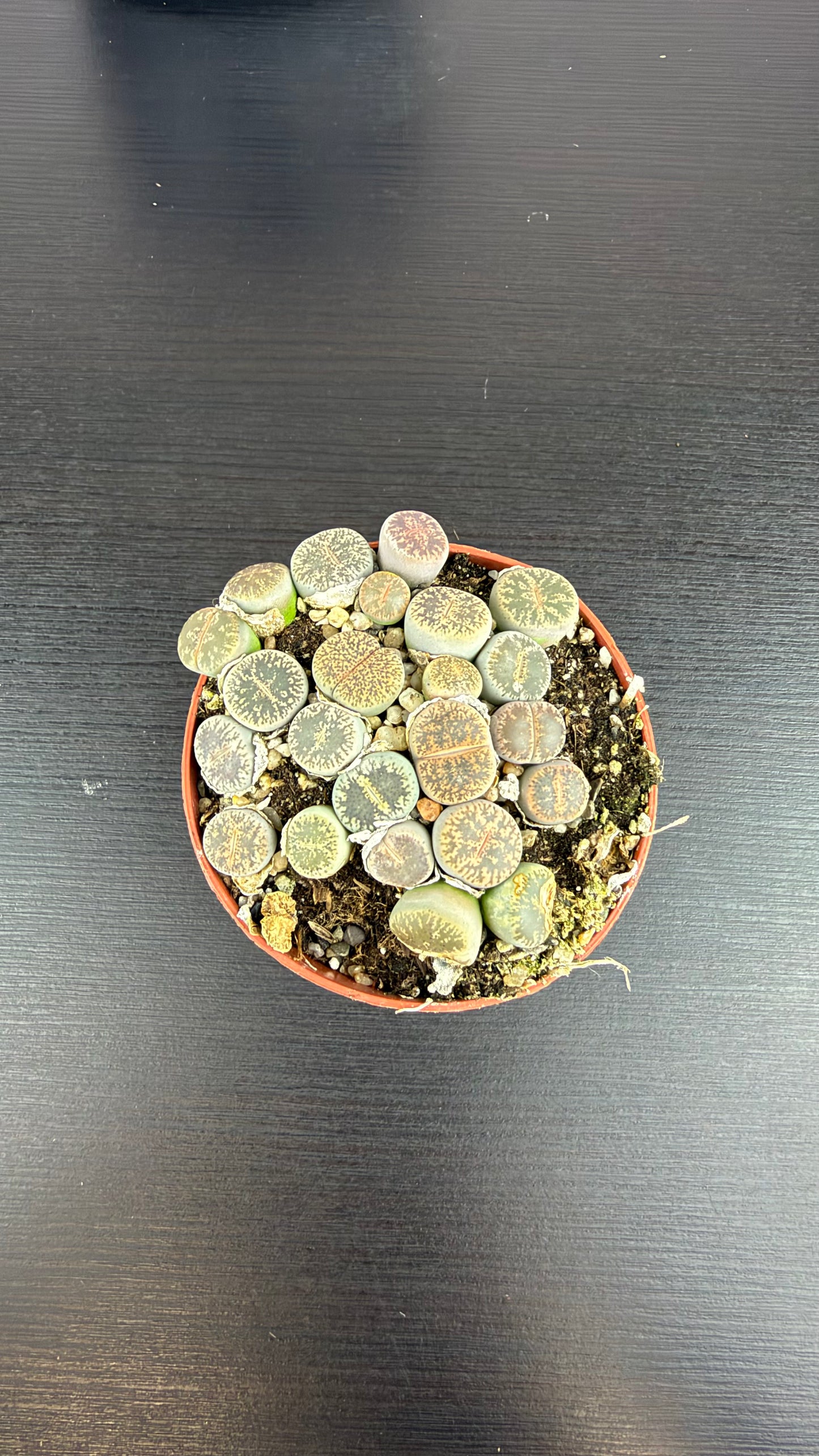 Lithops 7