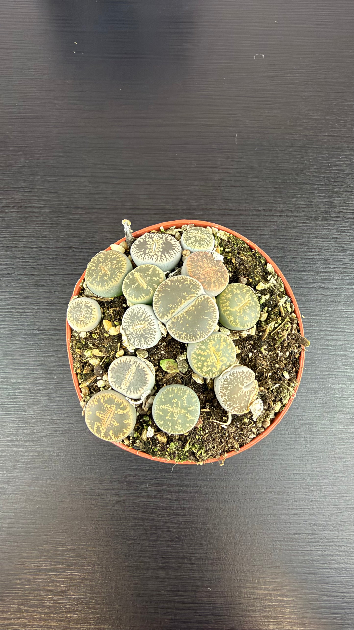 Lithops 3