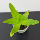 Ledebouria Concolor