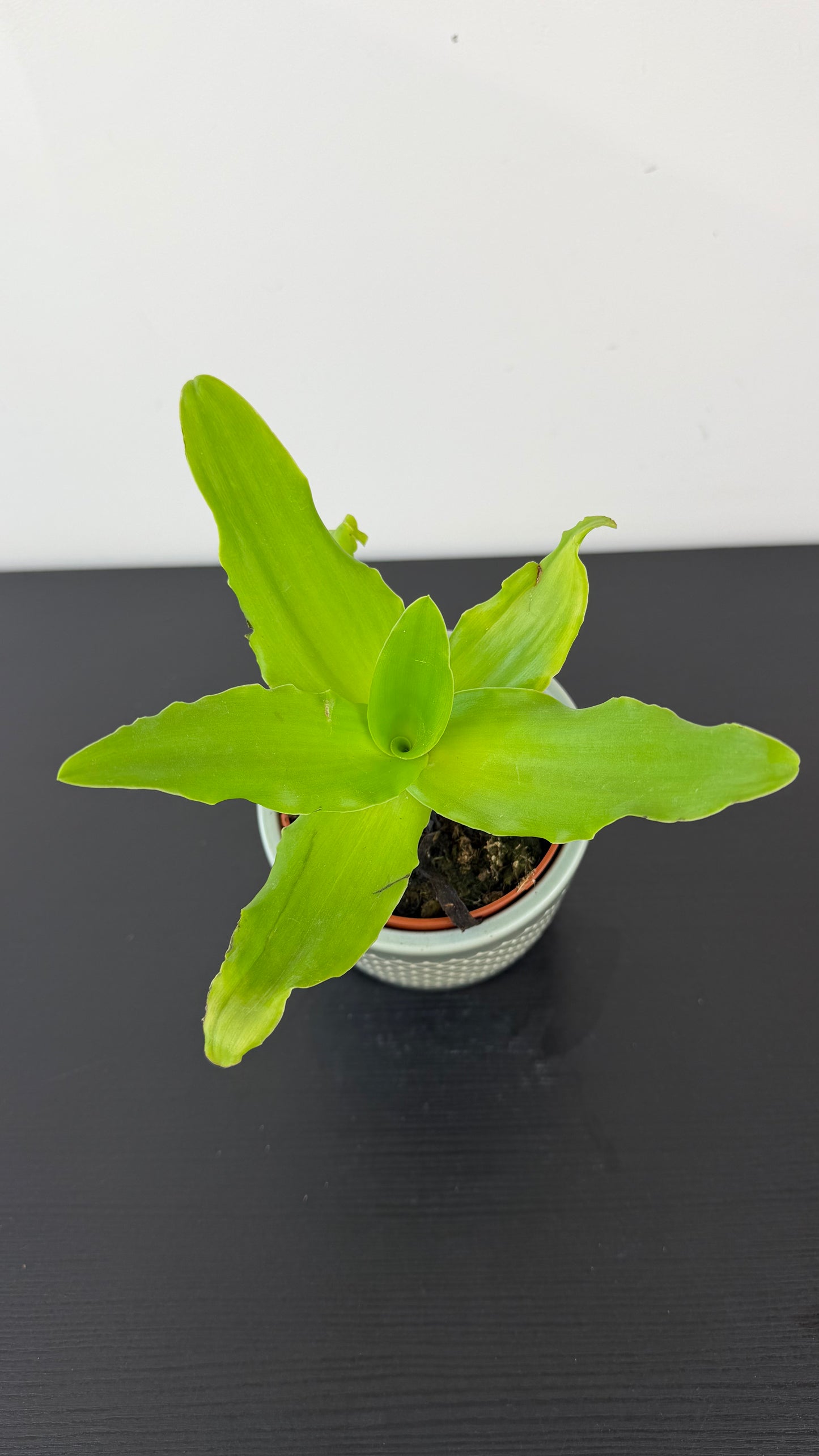 Ledebouria Concolor